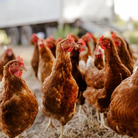 Omas Haus * Staberdorf