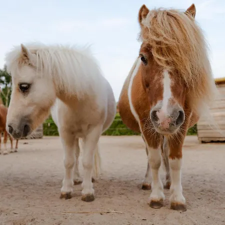 Omas Haus Hébergement de vacances *