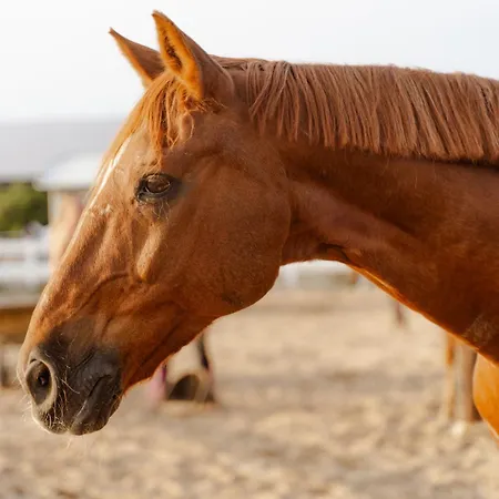 Omas Haus Staberdorf