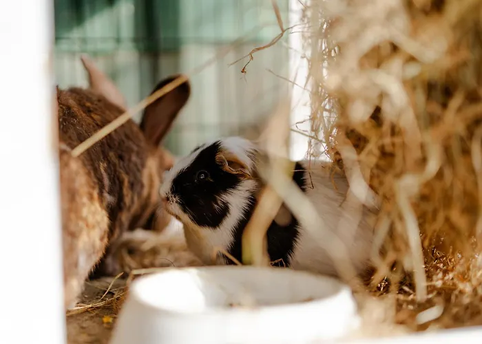 بيت للعطل Omas Haus